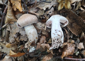 Wohlriechender Gürtelfuß (Cortinarius torvus) - © Bernard Wieser